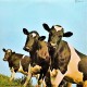 Pink Floyd ‎- Atom Heart Mother - LP Vinyl Album - Psychedelic Rock