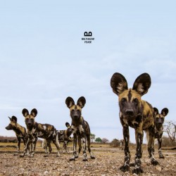 Balthazar - Fever - LP Vinyl Album - Indie Rock