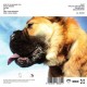Sweet Williams - Where Does The Time Come From - CDr Album Promo - Alternative Rock