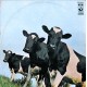 Pink Floyd - Atom Heart Mother - LP Vinyl Album - Italy Reissue Gatefold - Psychedelic Rock