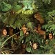 A Band Called O ‎– Oasis - LP Vinyl